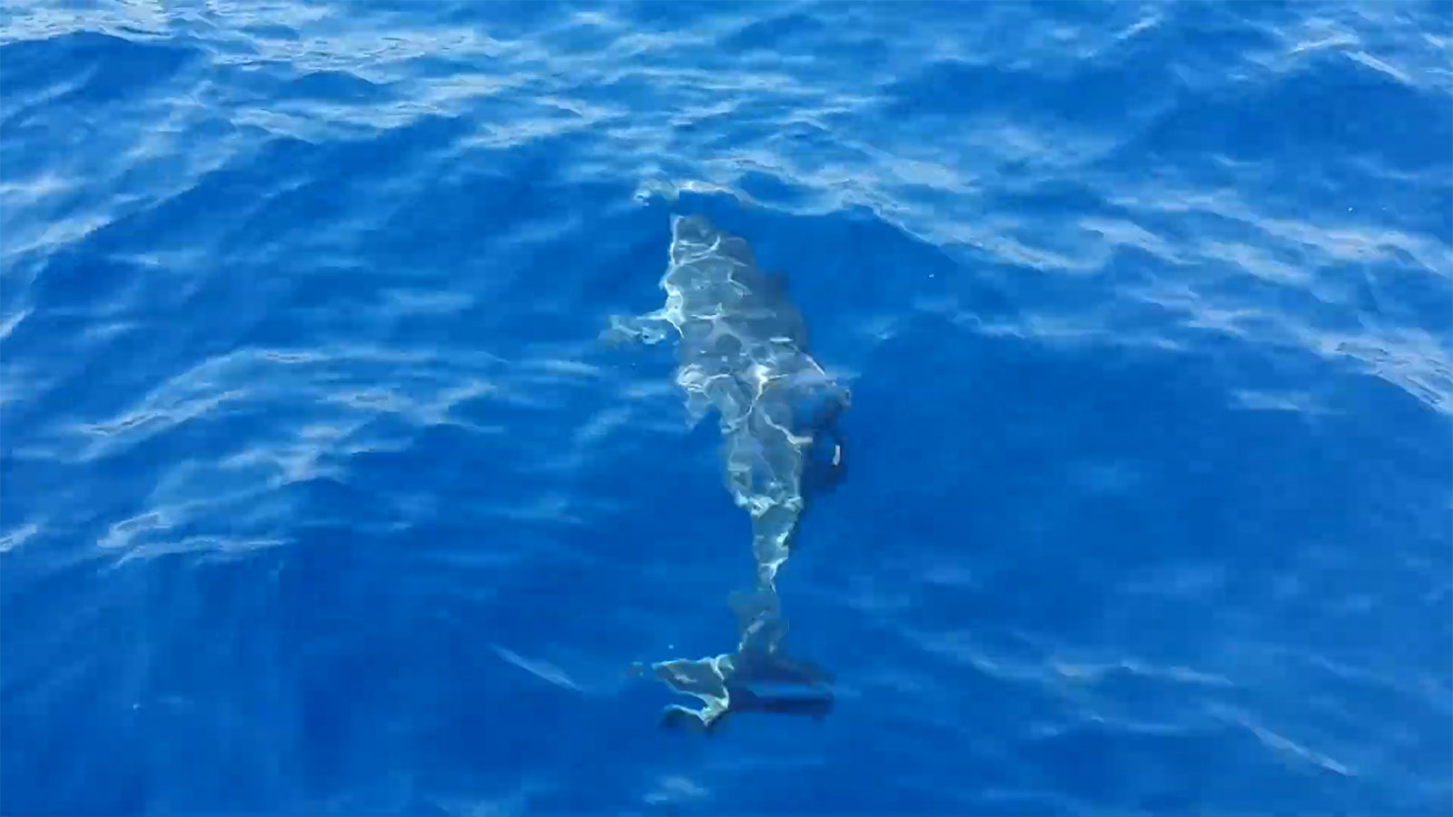 Private cruising accompanied by a dolphin